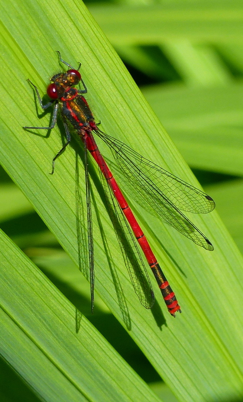 Image of Large Red Damsel