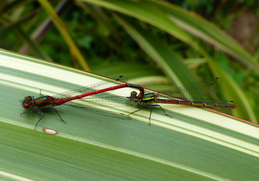 Image of Large Red Damsel