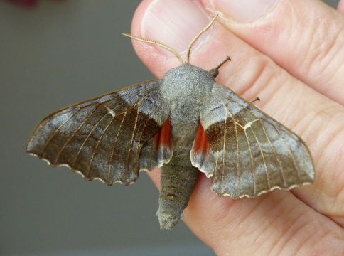 Image of poplar hawk-moth