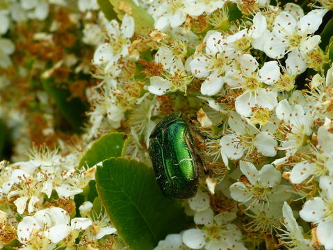 Imagem de Cetonia aurata (Linnaeus 1758)