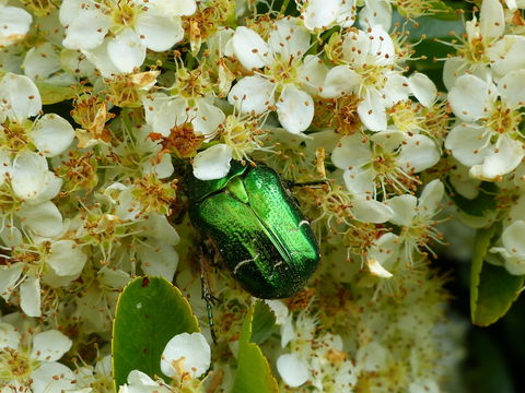 Image of Rose chafer