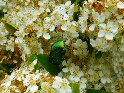 Image of Rose chafer