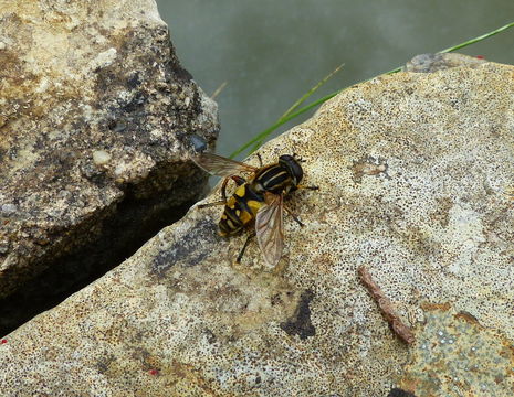 Image of Marsh Hoverfly