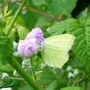 Image of Brimstones