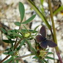 Image of small blue