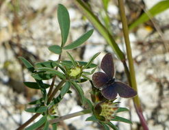 Image of small blue