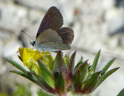 Image of small blue