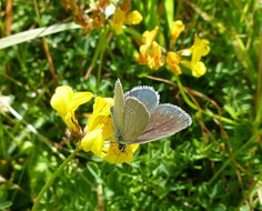 Image of small blue