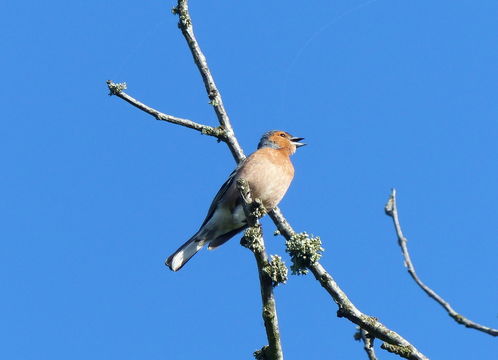 Image of Chaffinch