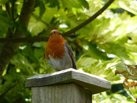 Image of robin, european robin