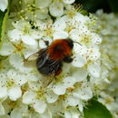 Image of Bombus hypnorum (Linnaeus 1758)