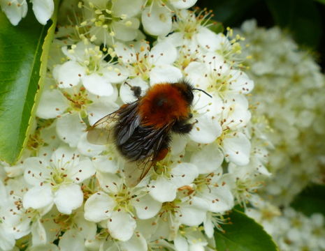 Image of Bombus hypnorum (Linnaeus 1758)