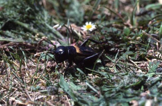 Image of Field cricket