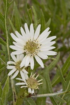 Image of white rosinweed