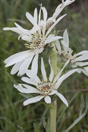 Image of white rosinweed