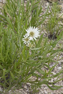 Image of white rosinweed