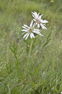 Image of white rosinweed