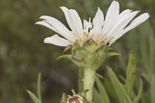 Image de Silphium albiflorum A. Gray