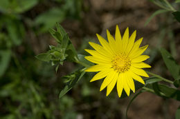 Image of Drummond's sleepydaisy