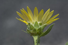 Image of Drummond's sleepydaisy