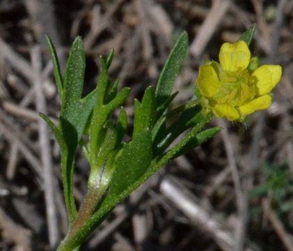 Image of corn buttercup