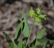 Image of corn buttercup