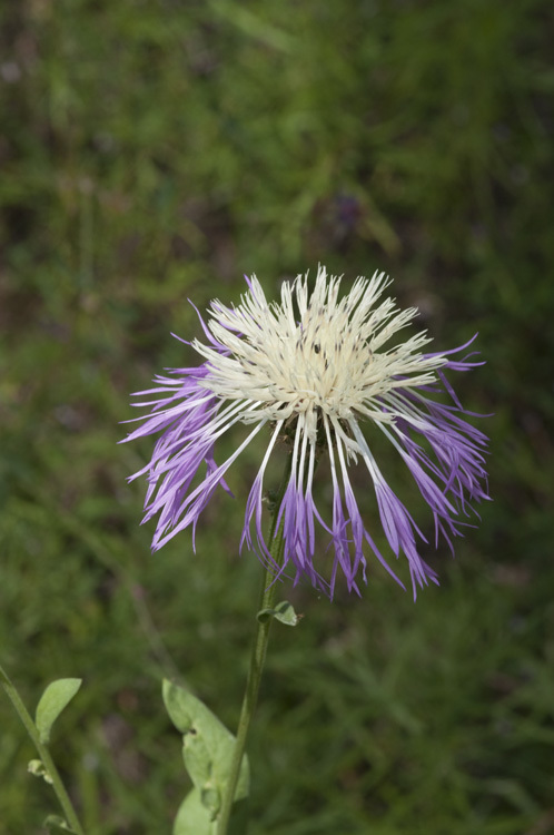 Image of Rothrock's knapweed