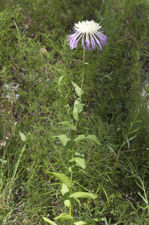 Image of Rothrock's knapweed