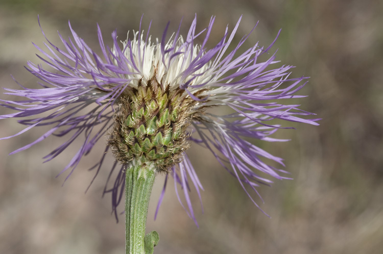 Image of Rothrock's knapweed