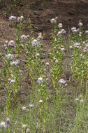 Image of Rothrock's knapweed