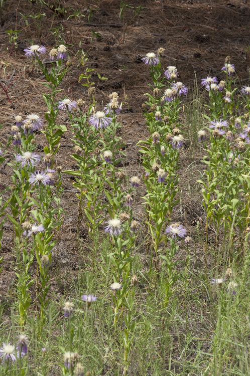 Image of Rothrock's knapweed