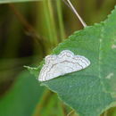 Image of Scopula sinnaria Swinhoe 1904