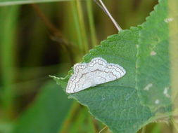 Image of Scopula sinnaria Swinhoe 1904