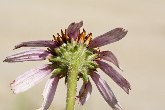 Imagem de Echinacea angustifolia DC.