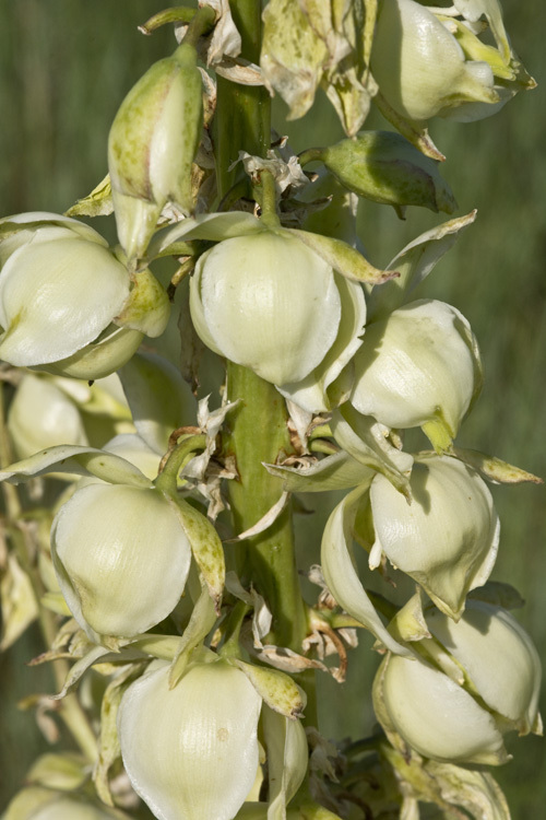 Image of plains yucca