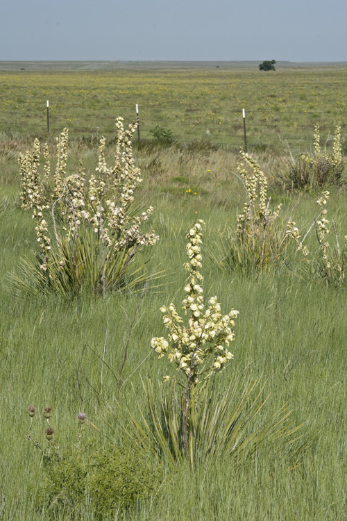 Image of plains yucca