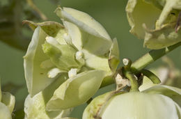 Image of plains yucca