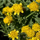 Plancia ëd Picradeniopsis woodhousei (A. Gray) Rydb.