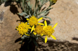 Plancia ëd Picradeniopsis oppositifolia (Nutt.) Rydb.