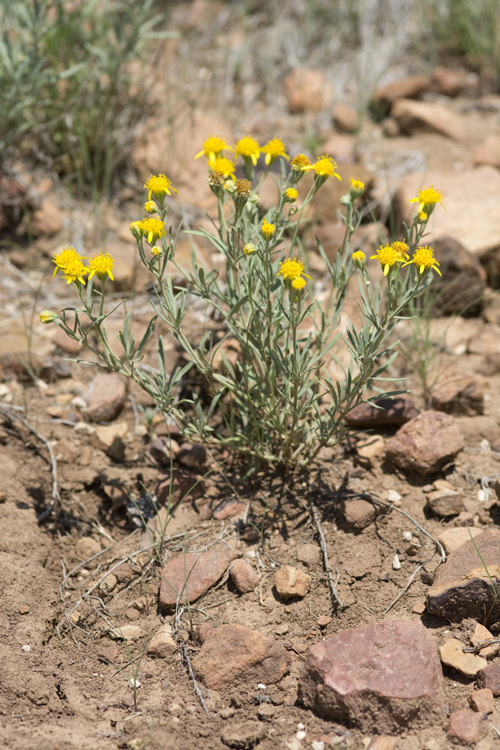 Plancia ëd Picradeniopsis oppositifolia (Nutt.) Rydb.