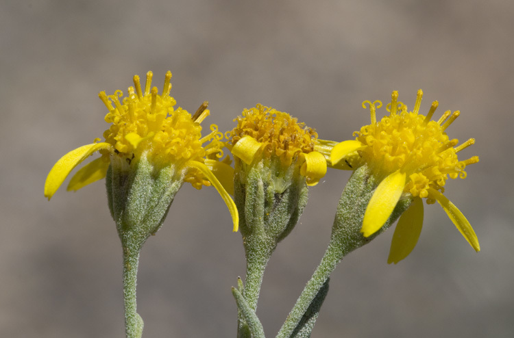 Plancia ëd Picradeniopsis oppositifolia (Nutt.) Rydb.