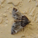 Image de Pyralis farinalis Linnaeus 1758