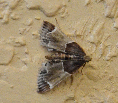 Pyralis farinalis Linnaeus 1758 resmi