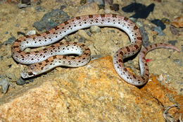 Image of Spotted Leafnose Snake