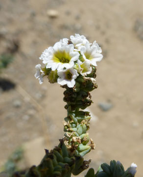 Image of seaside heliotrope