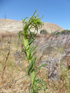 Image of tall annual willowherb