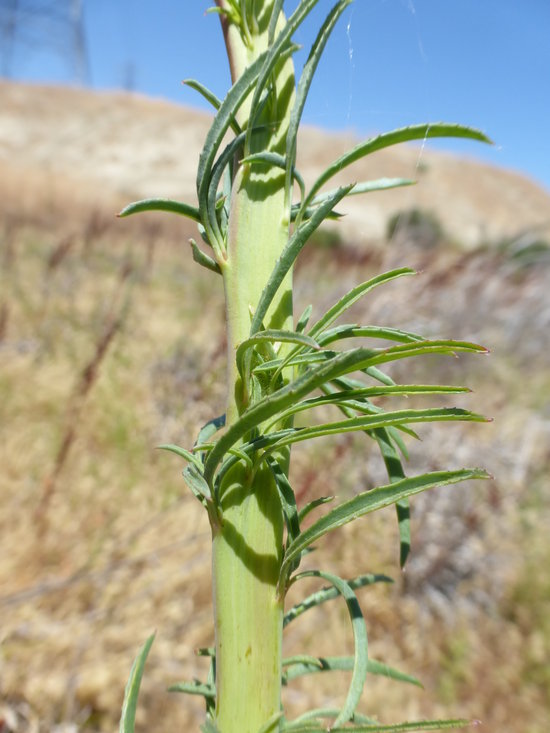 Image of tall annual willowherb