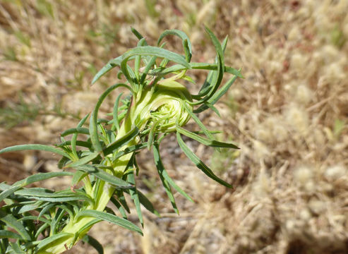 Image of tall annual willowherb