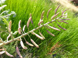 Image of Water-cress