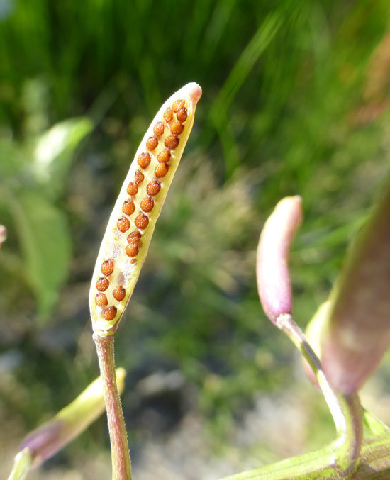 Image of Water-cress